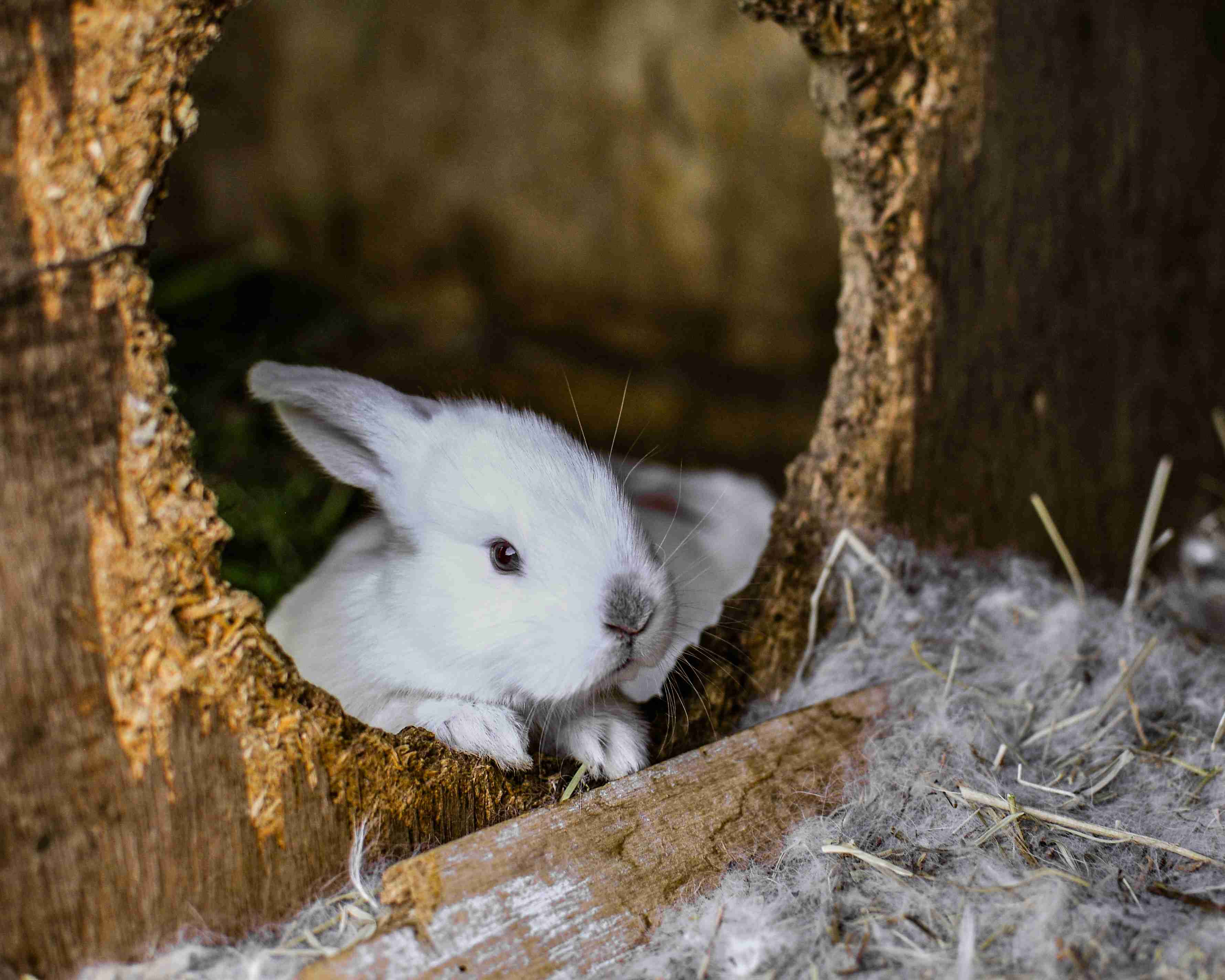 Rabbit Health 101: Recognizing the Signs of an Abscess in Your Pet Rabbit